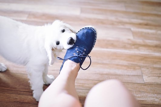 Dog biting a shoe.
